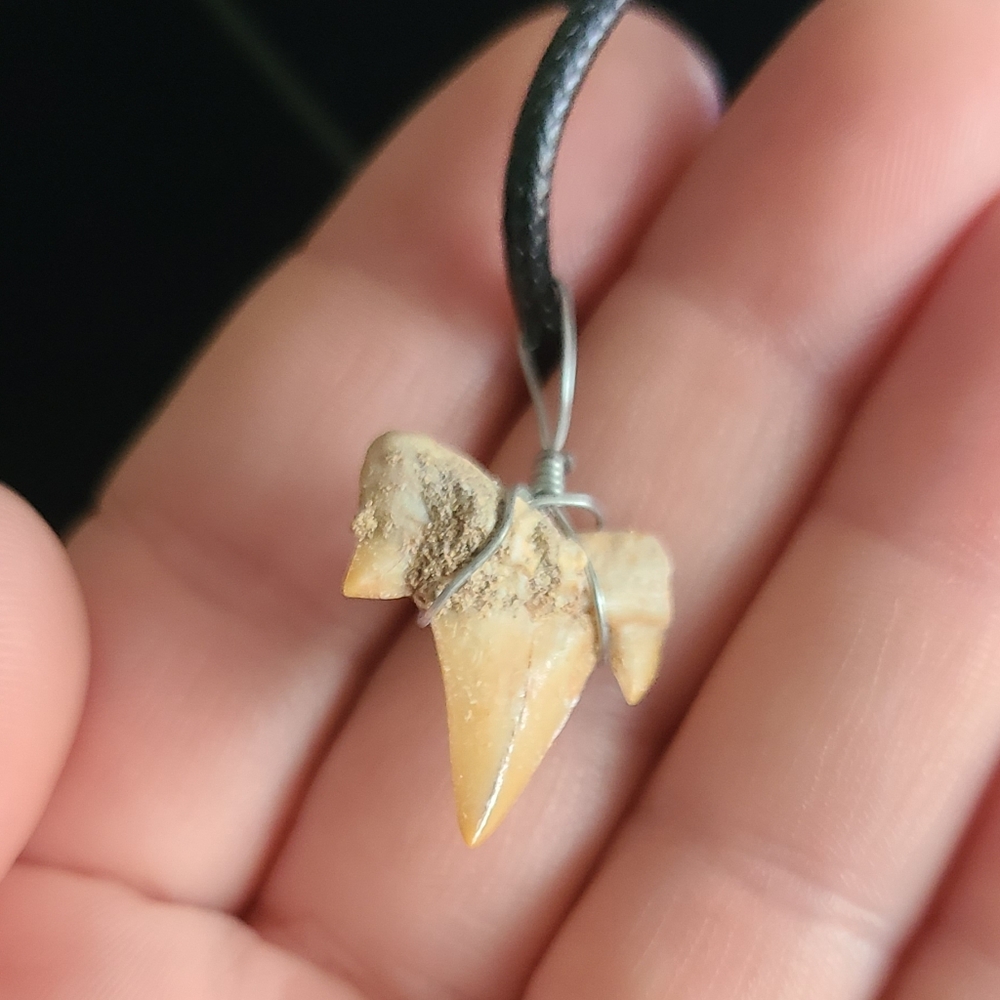 Natural Fossil Shark Tooth Pendant Necklace - Picture 4 of 5
